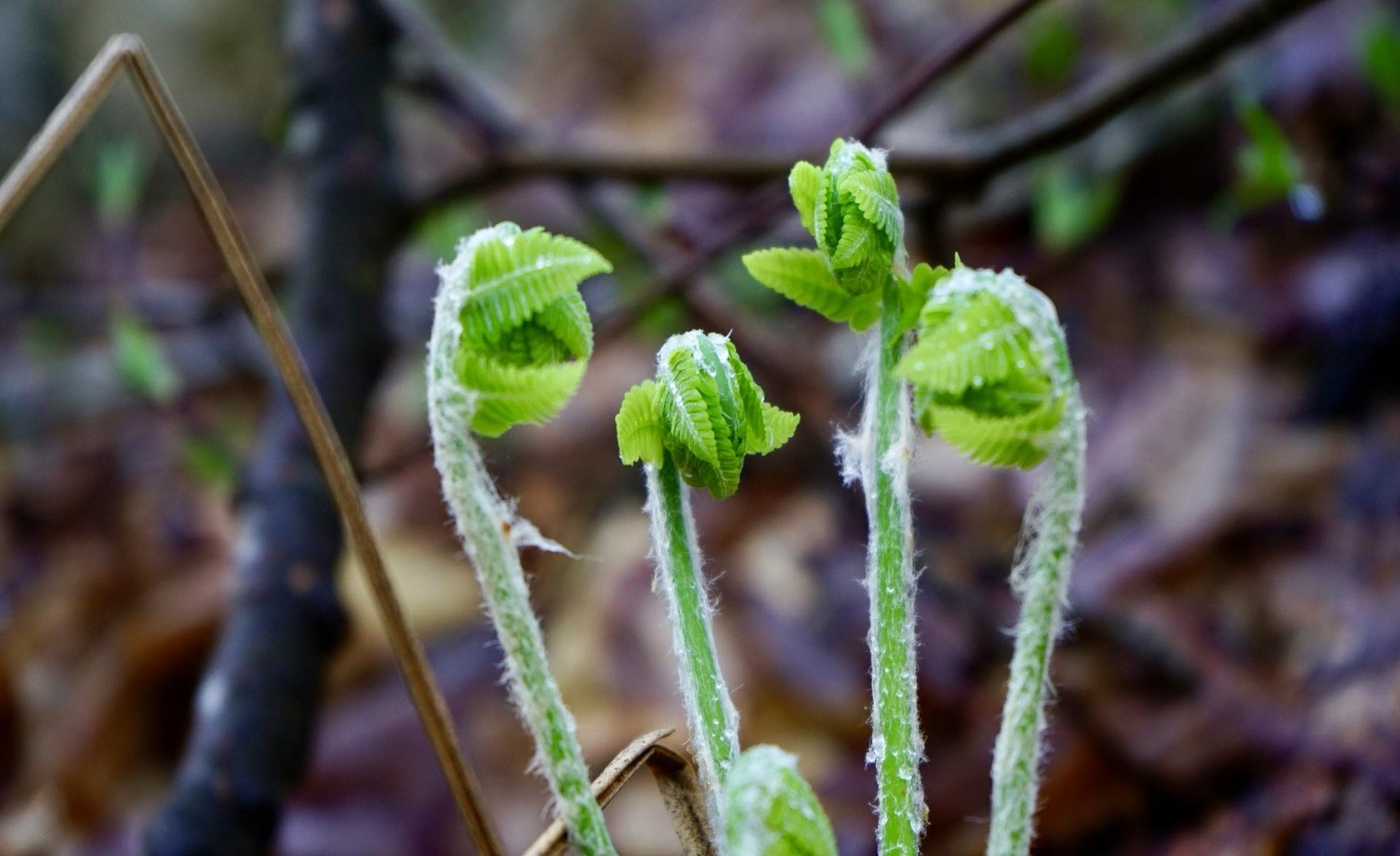 Nature Collection — image 4