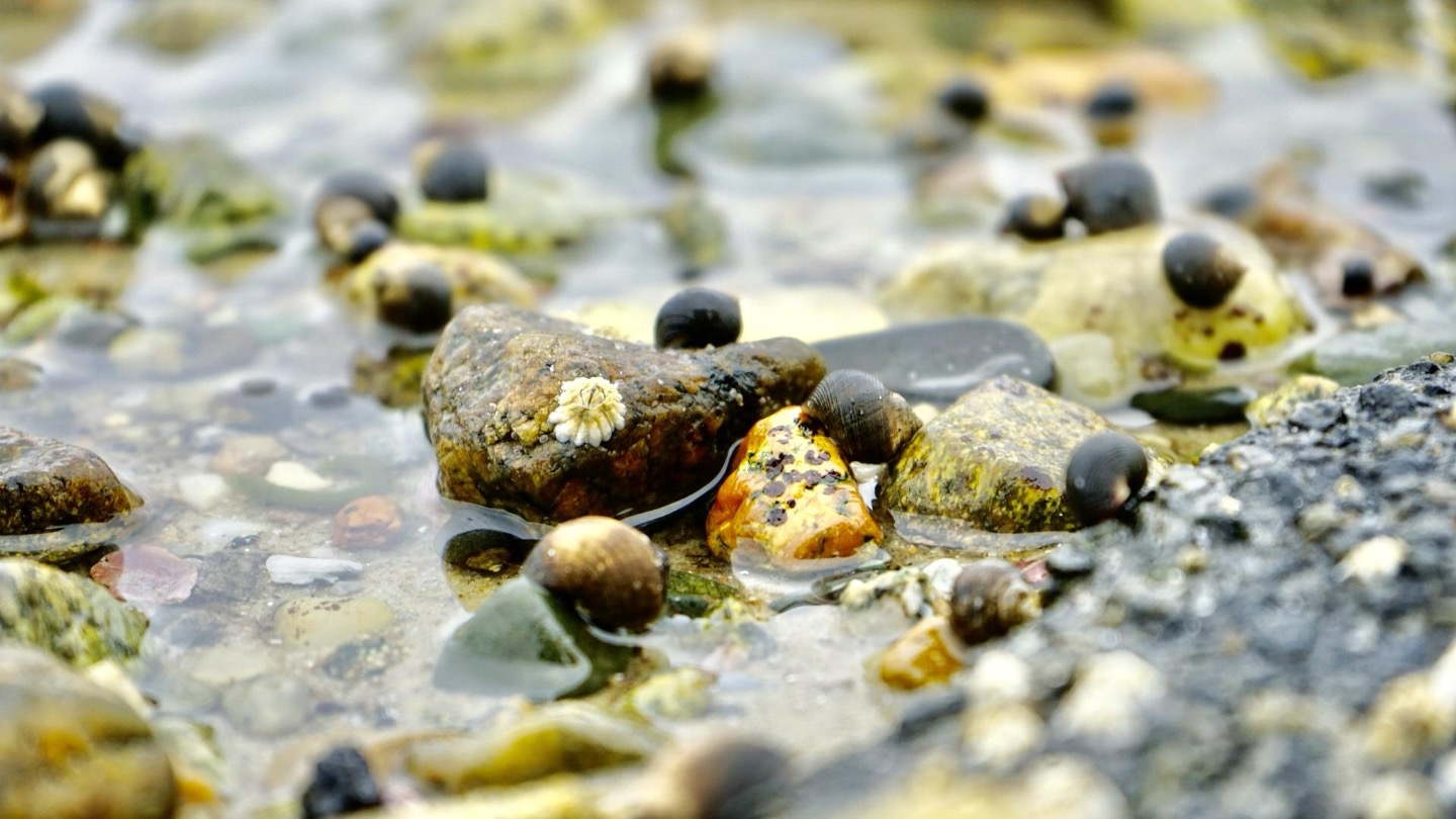Nature Collection — image 5
