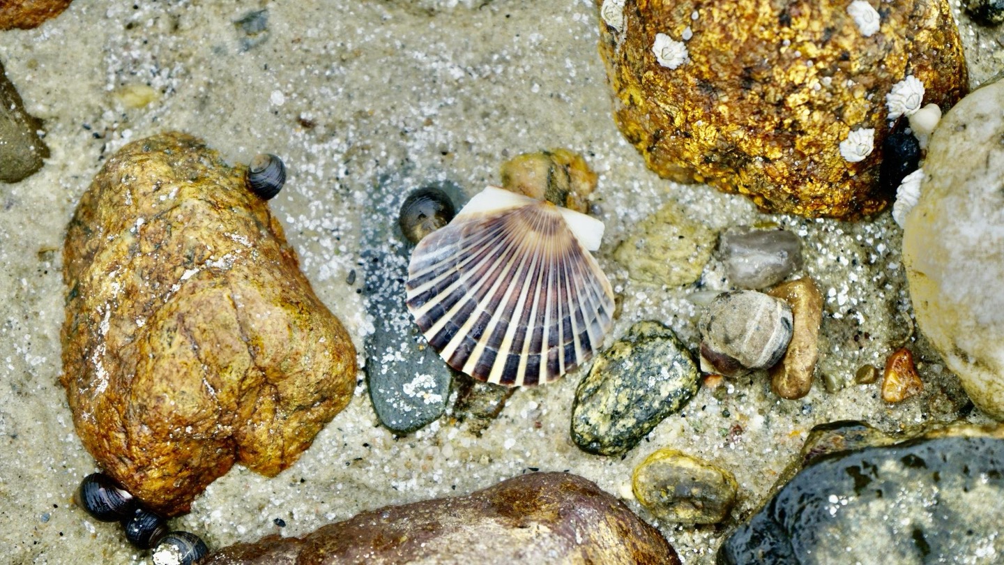 Nature Collection — image 9