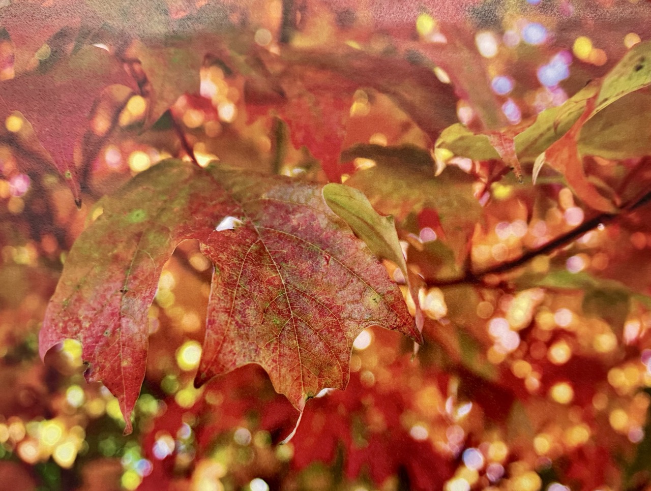 Leaves